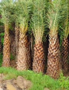 date palm trees