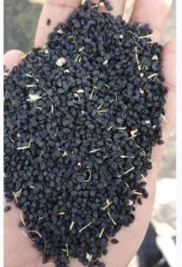 Natural Onion Seeds