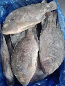 FROZEN TILAPIA FISH FILLET