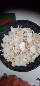 Fresh Oyster Mushroom