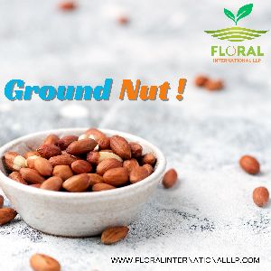 Groundnut