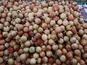 pomegranate fruit