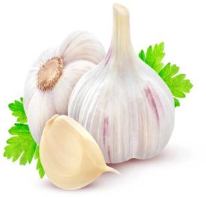 Garlic