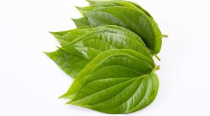 Betel Leaves