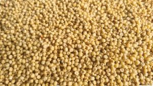 White Sorghum