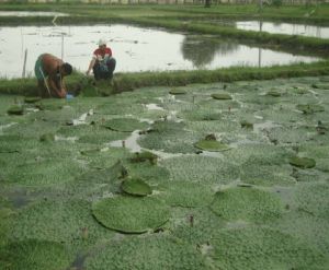 makhana seeds