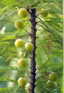 Amla(gooseberry)