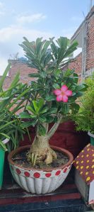 Bonsai Plants