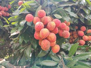 Lychee Fruit Plant