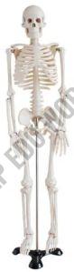 BEP-046 Skeleton Model