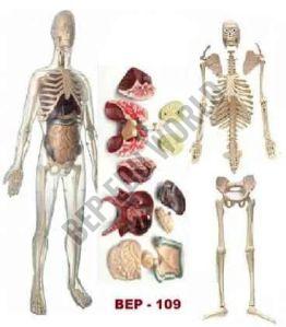 BEP-109 Skeleton Model