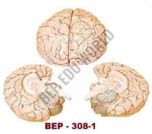 BEP-308-1 Brain Model