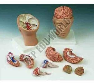 BEP-318 Brain Model