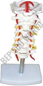 Cervical Vertebral Column with Neck Artery