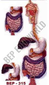 Digestive System( BEP-315 )