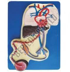 Fetal Circulation Heart Model