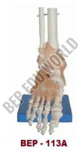 Bone Joint Models