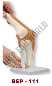 Knee Bone Joint Model