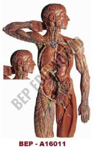 Lymphatic System ( BEP/A16011 )