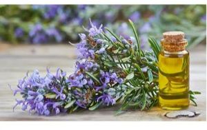 Rosemary Oil