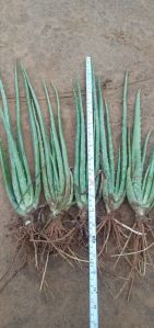 Aloe vera Plants