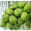 Tender Coconut