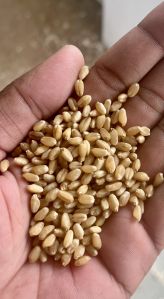 MP Sharbati Wheat