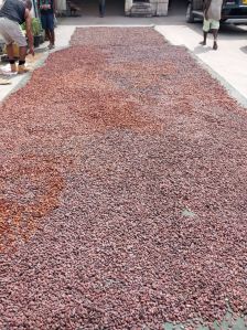 Cocoa Beans