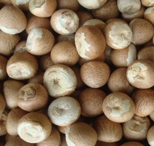 Dried Betel Nuts