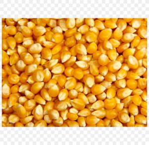 Yellow Corn Maize