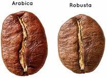 Roasted Coffee Bean