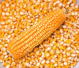 Yellow Maize Corn