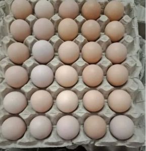 Broiler Hatching Eggs