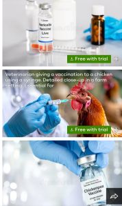 Poultry Vaccination Service