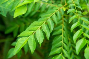 Fresh Curry Leaves