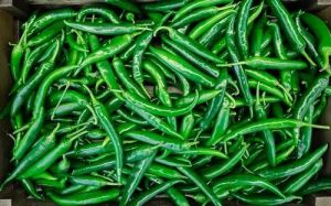 Fresh Teja Green Chilli