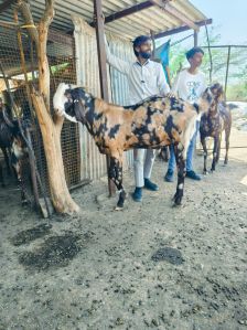 Qurbani bakra