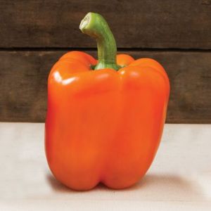 Fresh Orange Capsicum