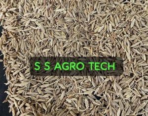 2nd Quality Cumin Seeds