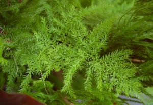 Shatavari Leaves