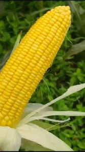 Sweet Corn