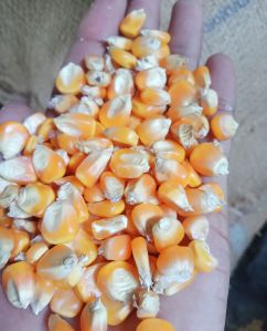 Maize