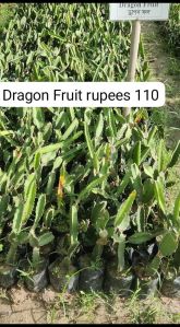 dragon fruit plant