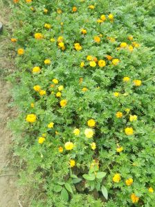 Marigold Plant