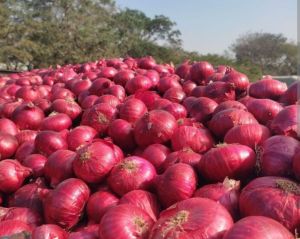 Red Onion