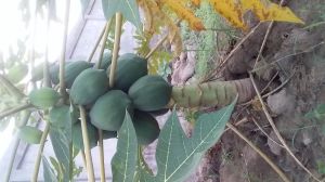 Papaya Plant