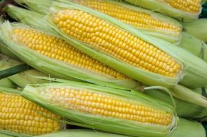 Sweet Corns