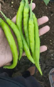 Green Chili