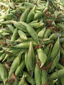 Sweet Corn