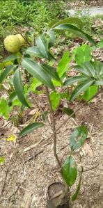 Litchi Seedless Plant